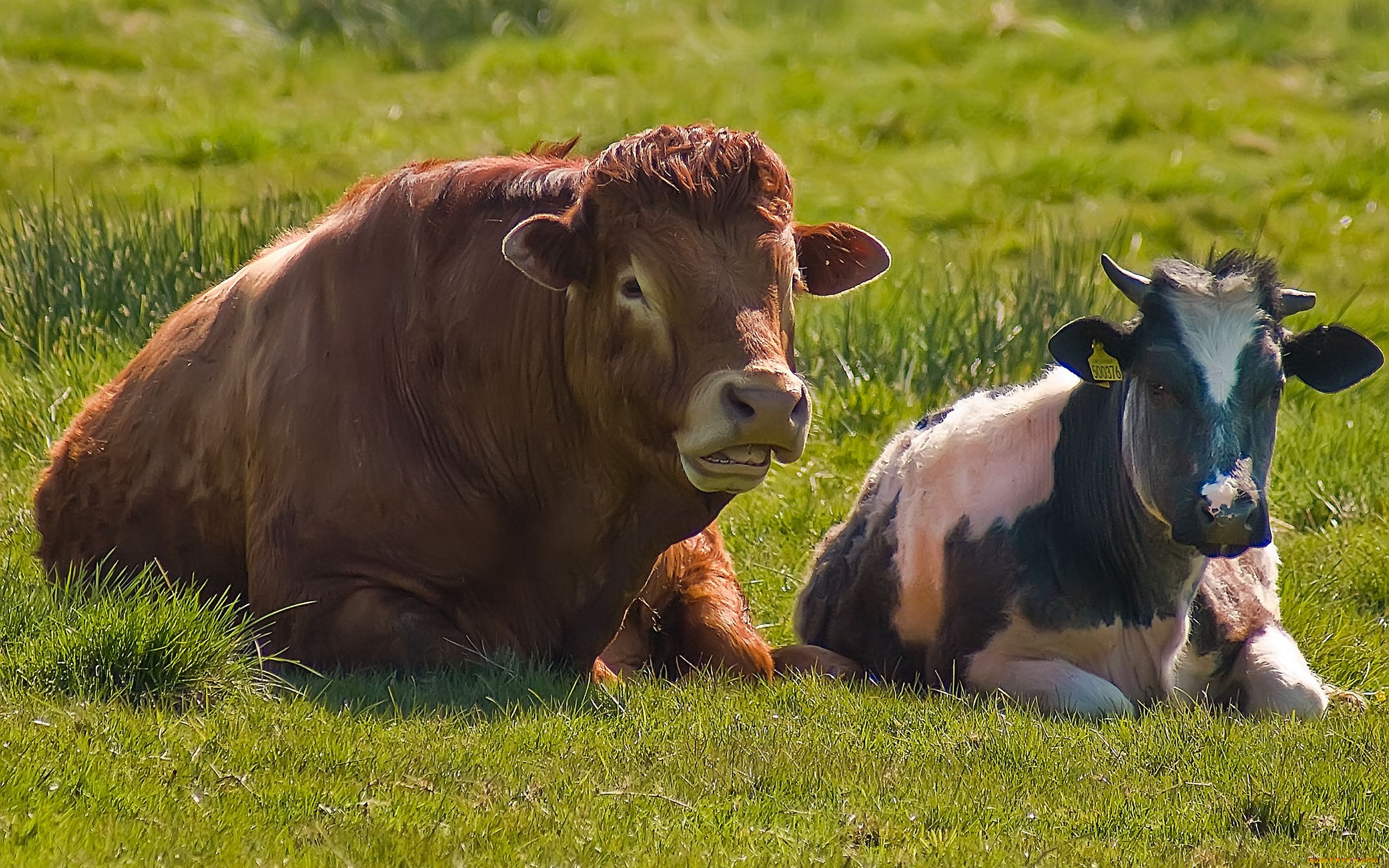 Быки и телки. Корова и бык. Красивая корова. Сельскохозяйственные животные. Домашние животные корова.